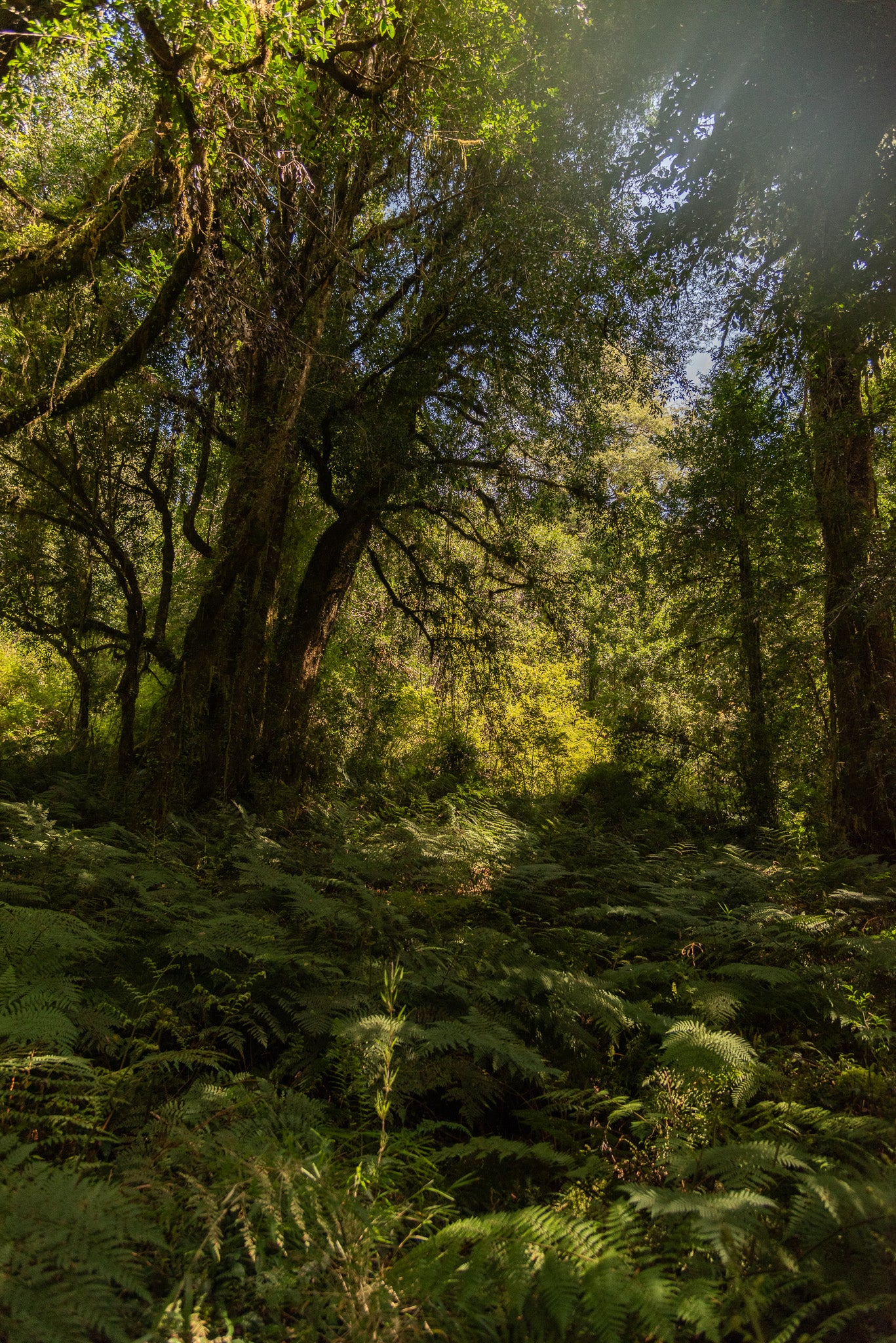 Expedición en Packraft y Trekking – Río Manso, Parque Tagua Tagua (3 días / 2 noches)