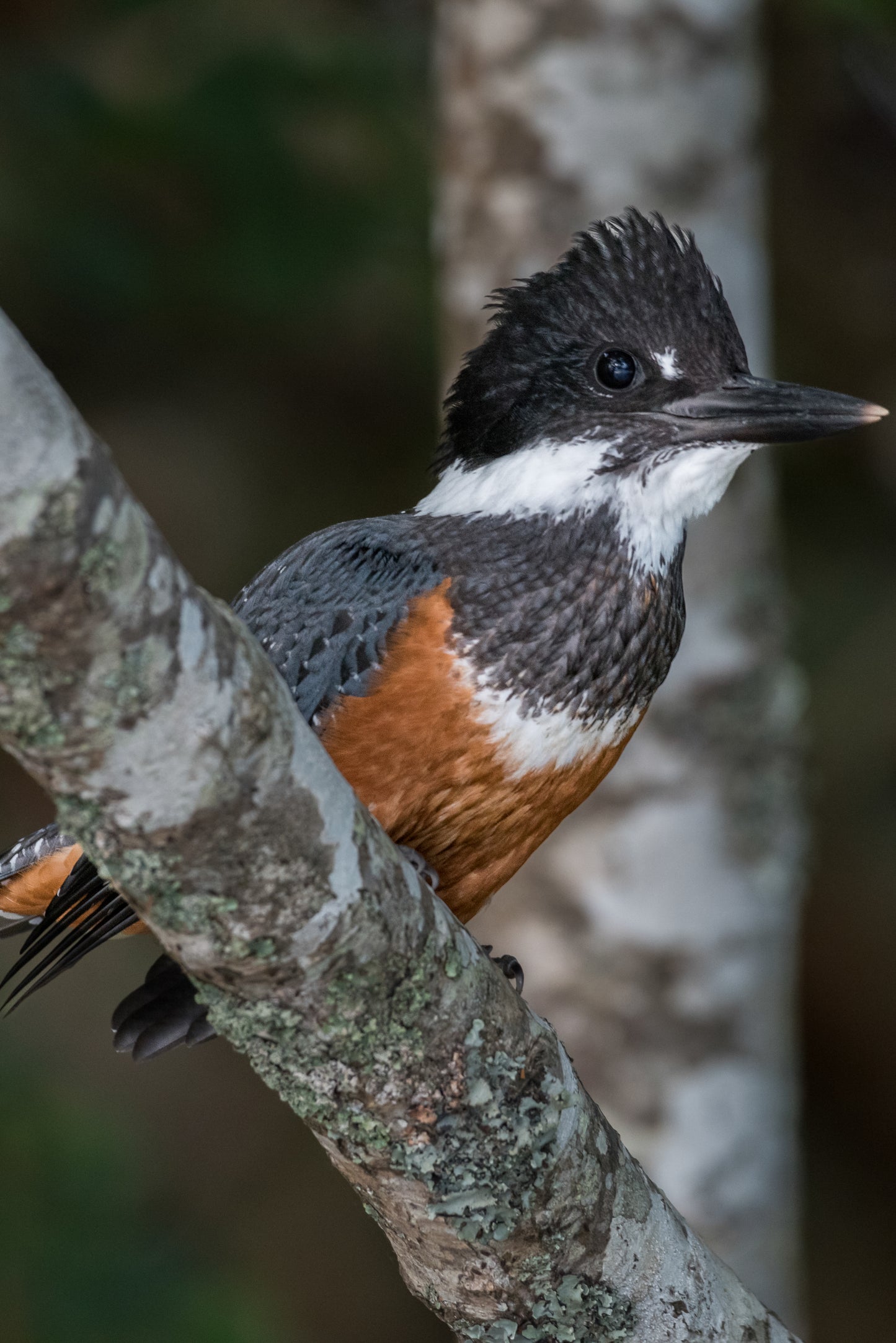 Travesía SUP Río Cutipay, Valdivia